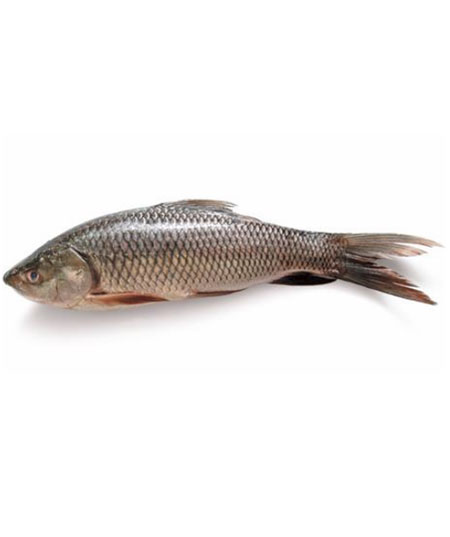 HILSA